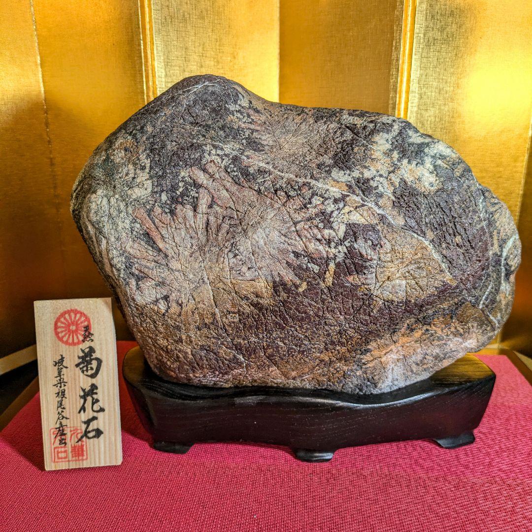 菊花石☆ 鑑賞石菊花石盆石