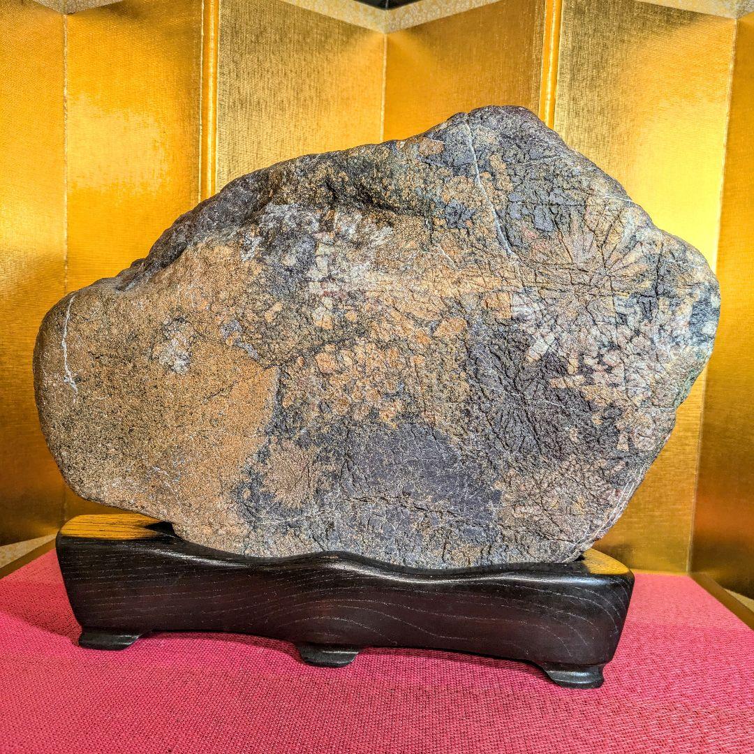 菊花石☆ 鑑賞石菊花石盆石