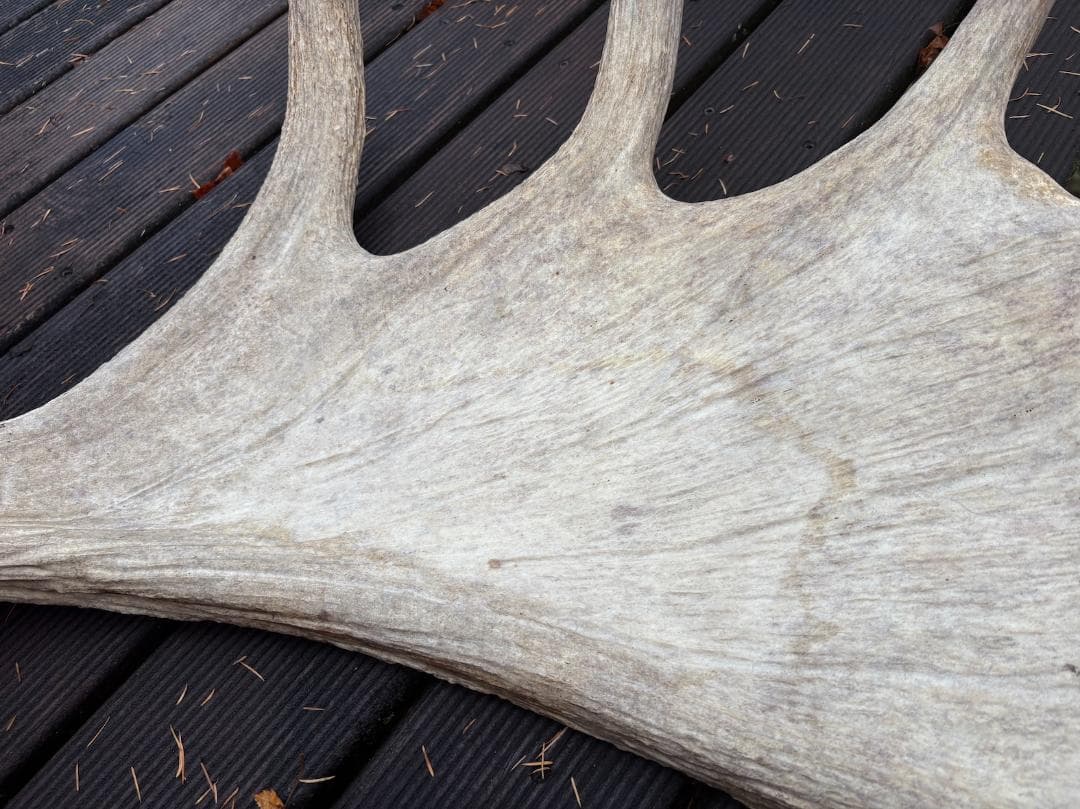 ヘラジカの角 ムース 鹿 天然 剥製 希少 moose antlers