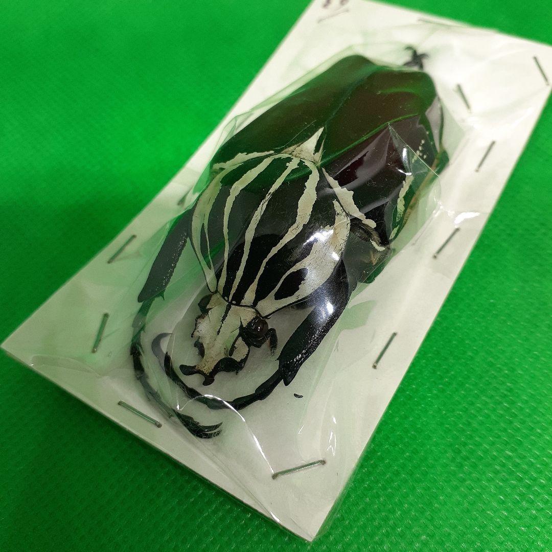 標本 Goliathus goliatus apicalis 65mm CONGO 標本 Goliathus goliatus apicalis 65mm CONGO 標本 Goliathus