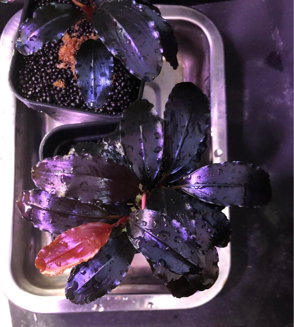 陰性水草の王様的存在【ブセファランドラ】Theia Blue