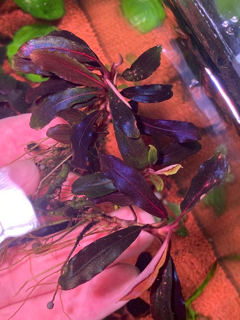 Bucephalandra sp.Red melon レッドメロン JB