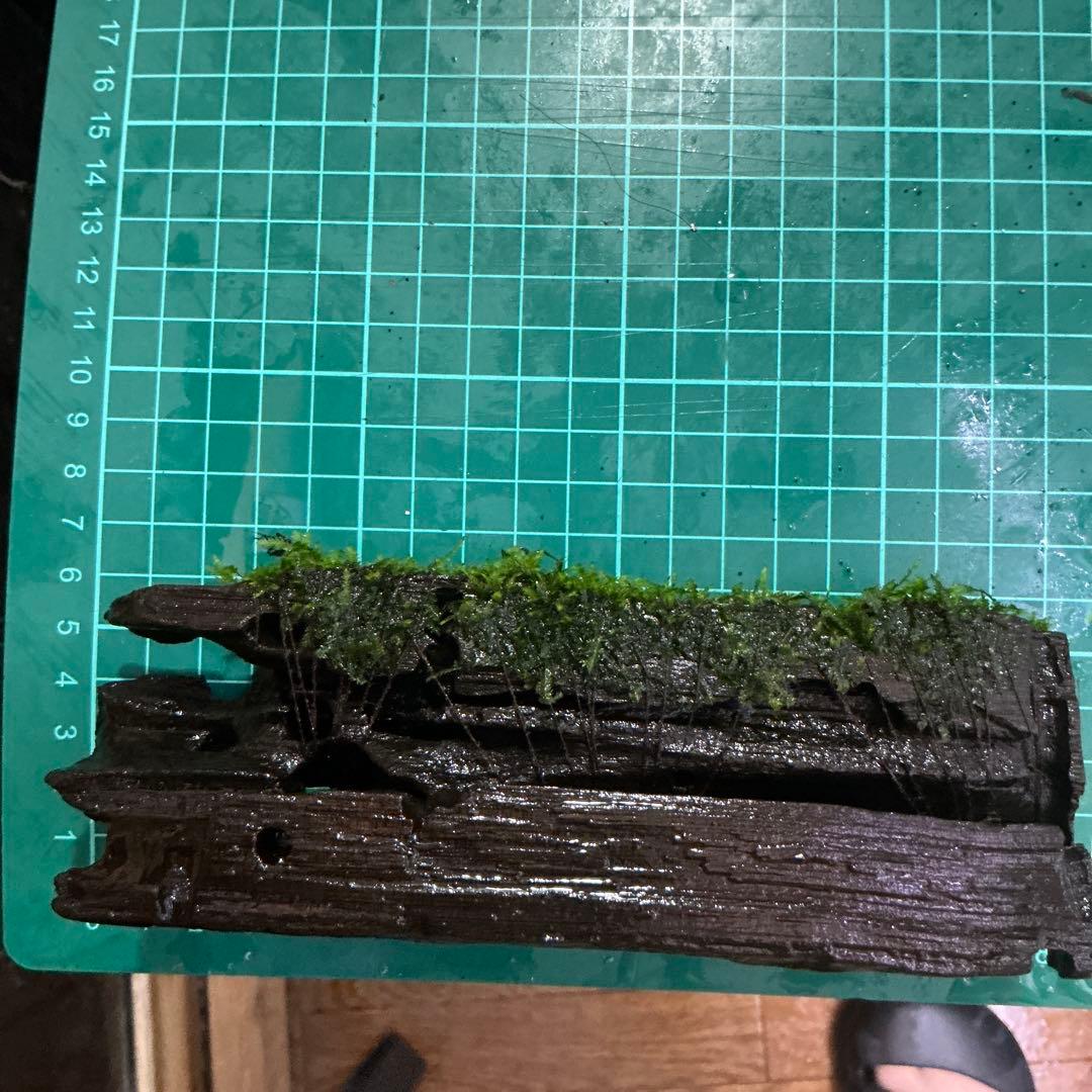 第四種郵便】良型！ジャワモス活着ブセ2種付流木とG南米プチ