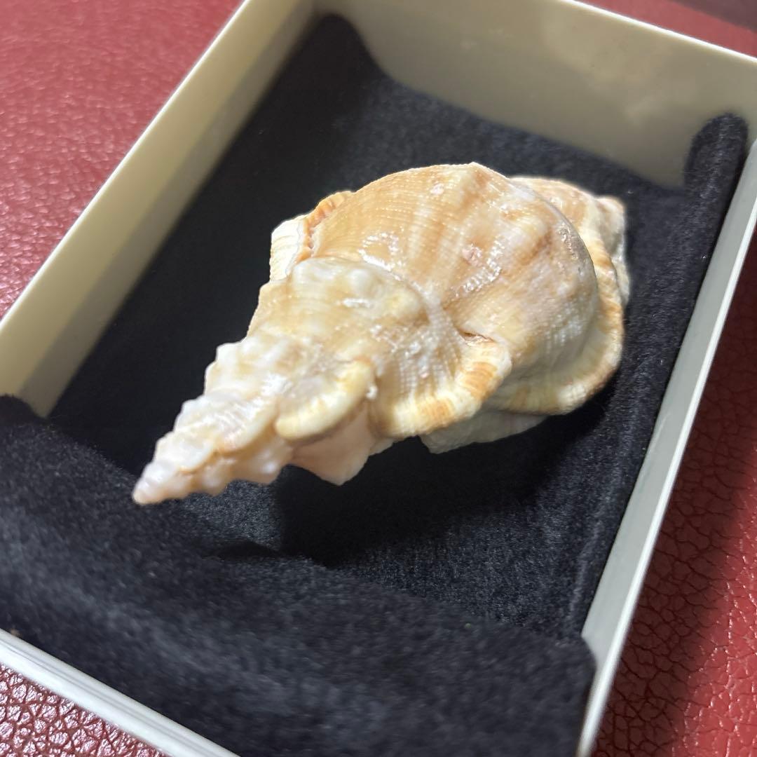 超希少)アツクチナルトボラ ソマリア共和国産 貝殻