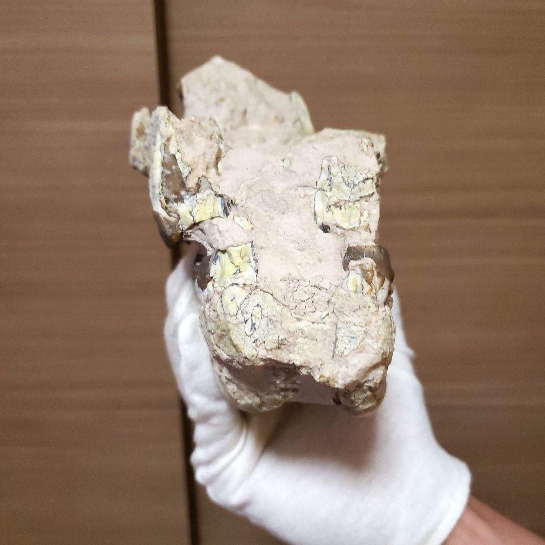 ヒラコドンの化石 部分化石