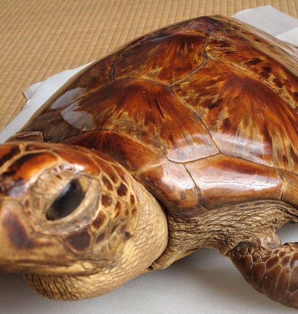 アオウミガメ 剥製 国際希少野生動植物種登録票有り