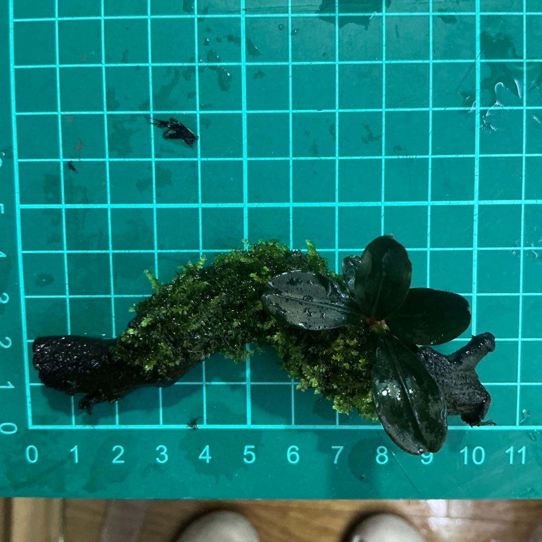 第四種郵便】良型！ジャワモス活着ブセ2種付流木とG南米プチ