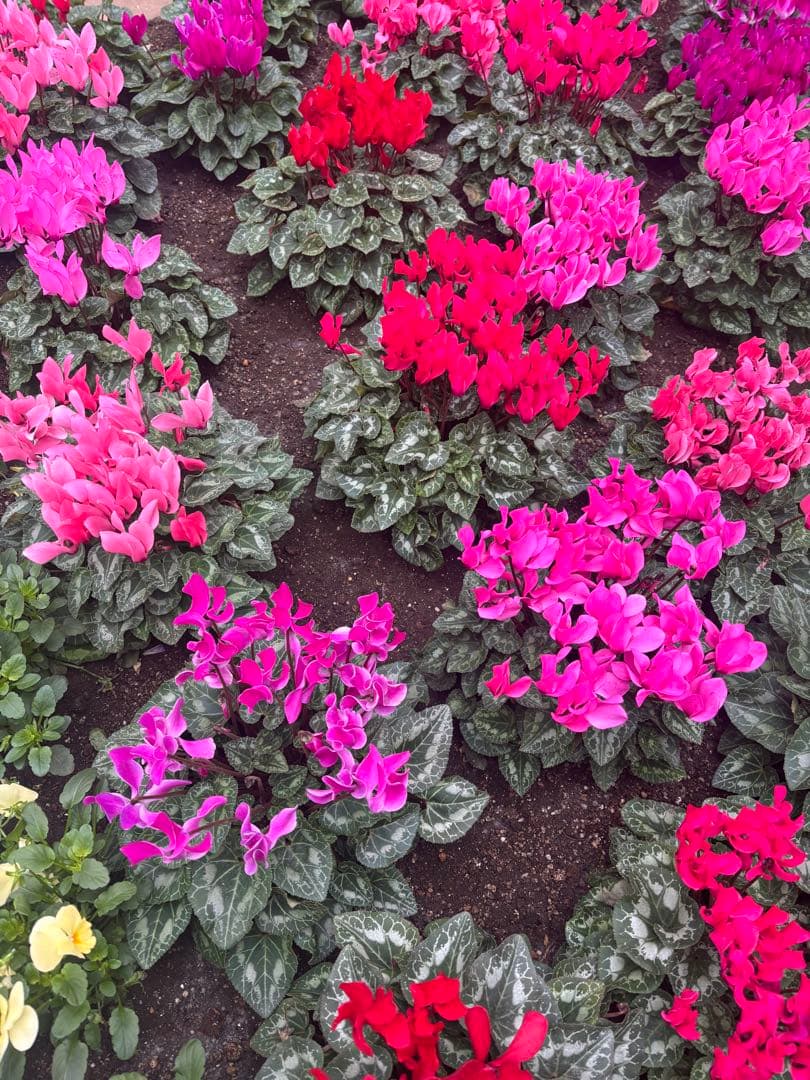 マンウィズ はぐはぐ ぬいぐるみ 2つセット - メルカリ