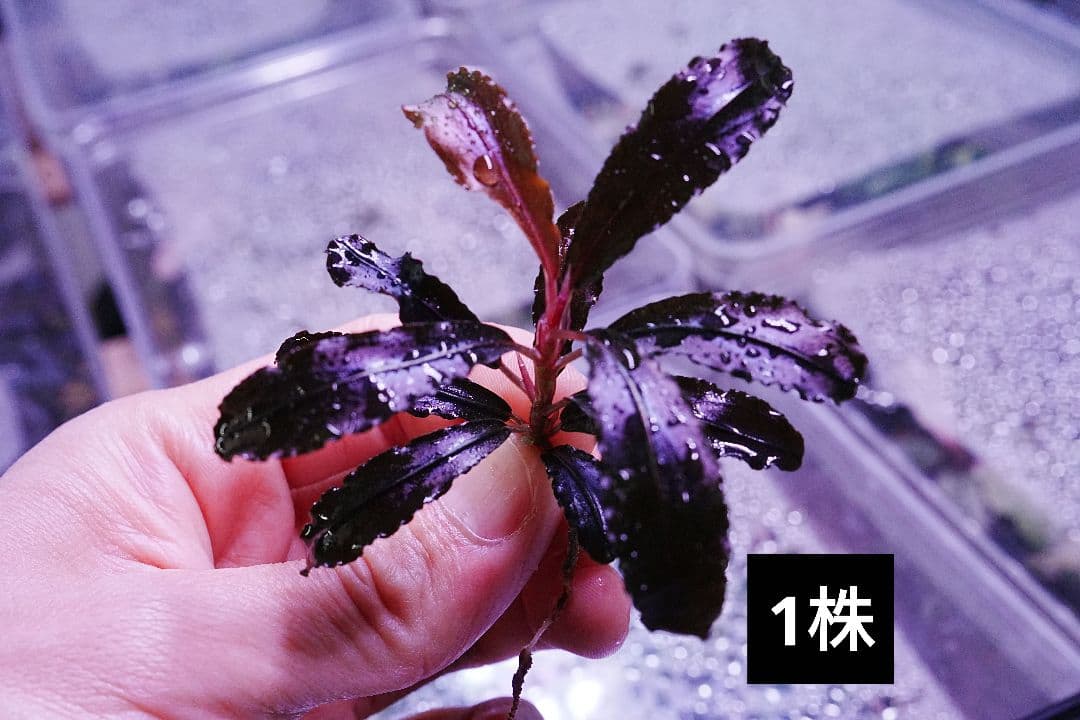 クダガン 1株 ブセファランドラ 水上葉 組織培養 水草セット - メルカリ