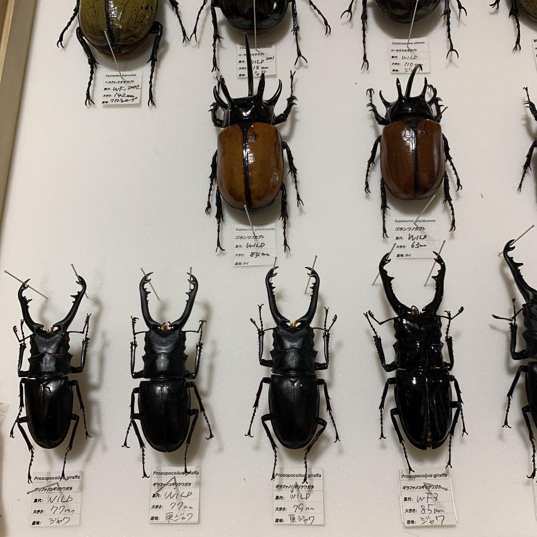 昆虫標本 コレクション ラベルあり 大幅値下げ