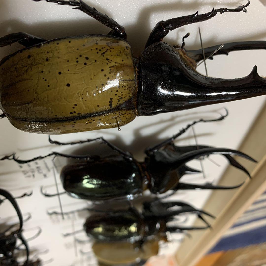 昆虫標本 コレクション ラベルあり 大幅値下げ