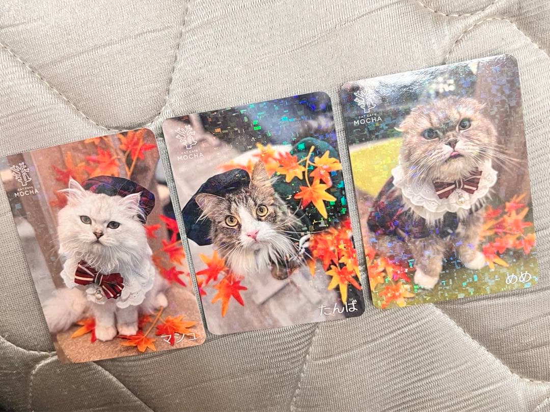 猫カフェmocha にゃんずトレカ 秋のおさんぽ アルシェ大宮店 にゃんこ