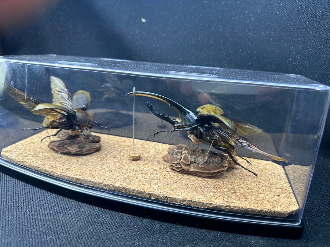 パルナシウス】ハニングトン・ミカエル（1ペア・チベット産）