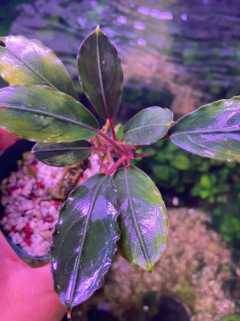 ブセファランドラ sp. ララズ ブセファランドラ – GreenYa