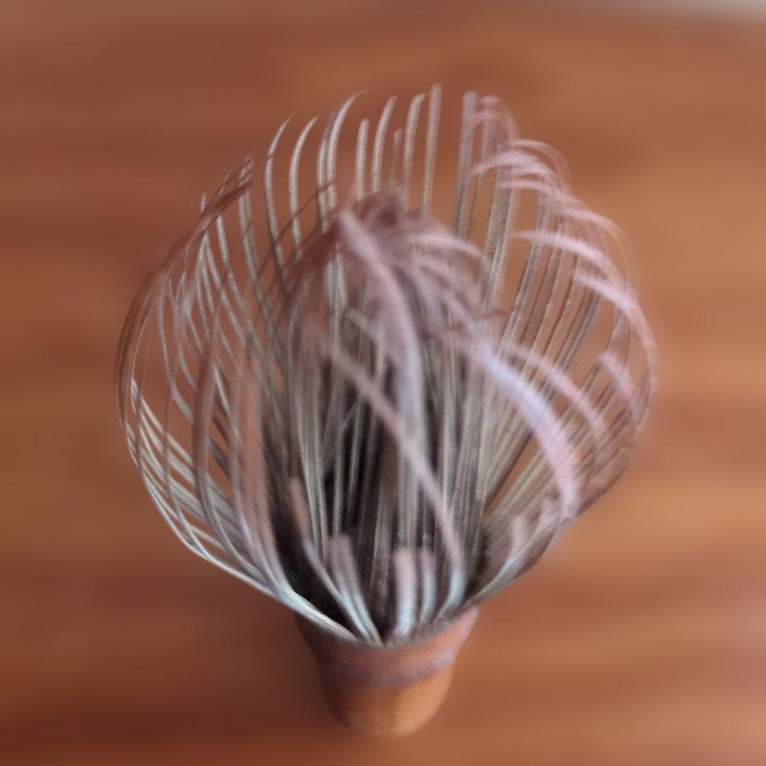 スス竹 茶筅 箱入り 中荒穂茶筌 ボロボロ