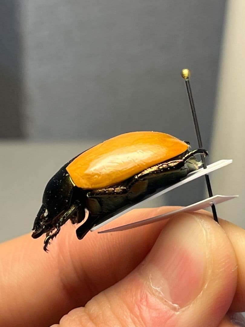 28mm】クラバータカメノコブイブイ プラチナコガネ 昆虫標本