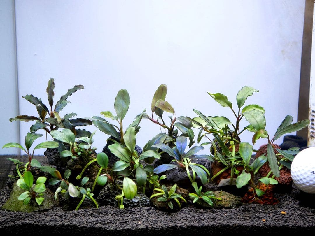 ブセファランドラ『１６種１６株』【完全水中葉【レア種入】※リピーター様はオマケ付 ブセファランドラ『16種16株』【完全水中葉【レア種入