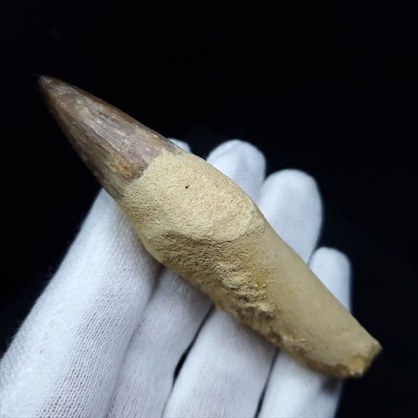 美品 歯根付き モササウルス 化石 歯 本物 80.38mm mos6