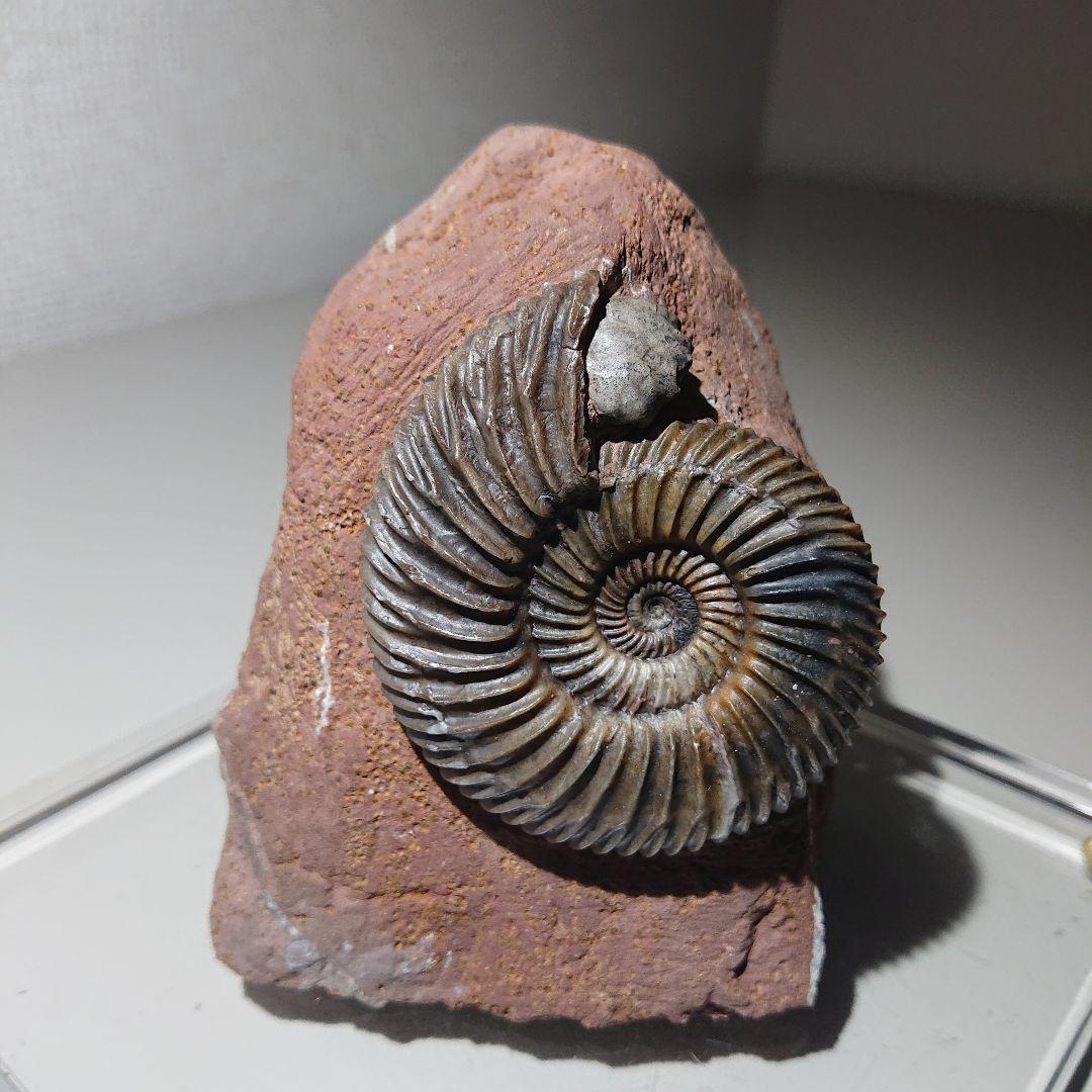 化石 アンモナイト パーキンソニア アンモナイト【Parkinsonia