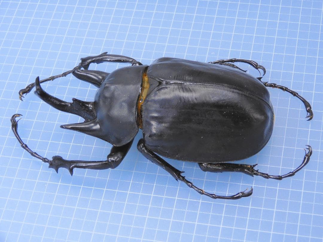 フレンチギアナ産　アクタエオンゾウカブト　99mm