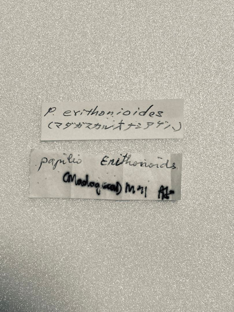 2頭セット】マネシアゲハ、オナシアゲハ