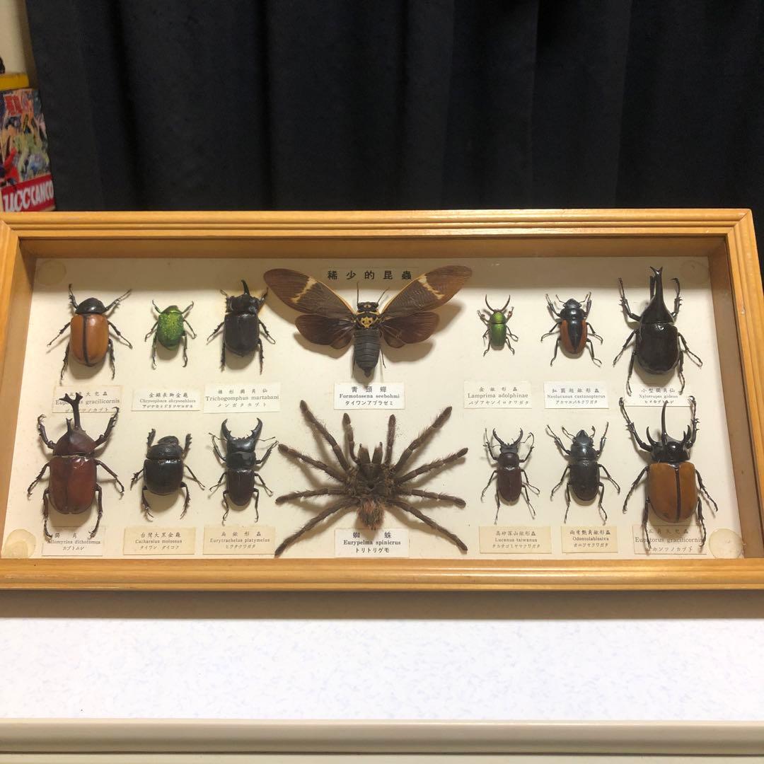 ❗️トリトリグモ タイワンアブラゼミ 他 昆虫 標本セット✨ 昆虫用品
