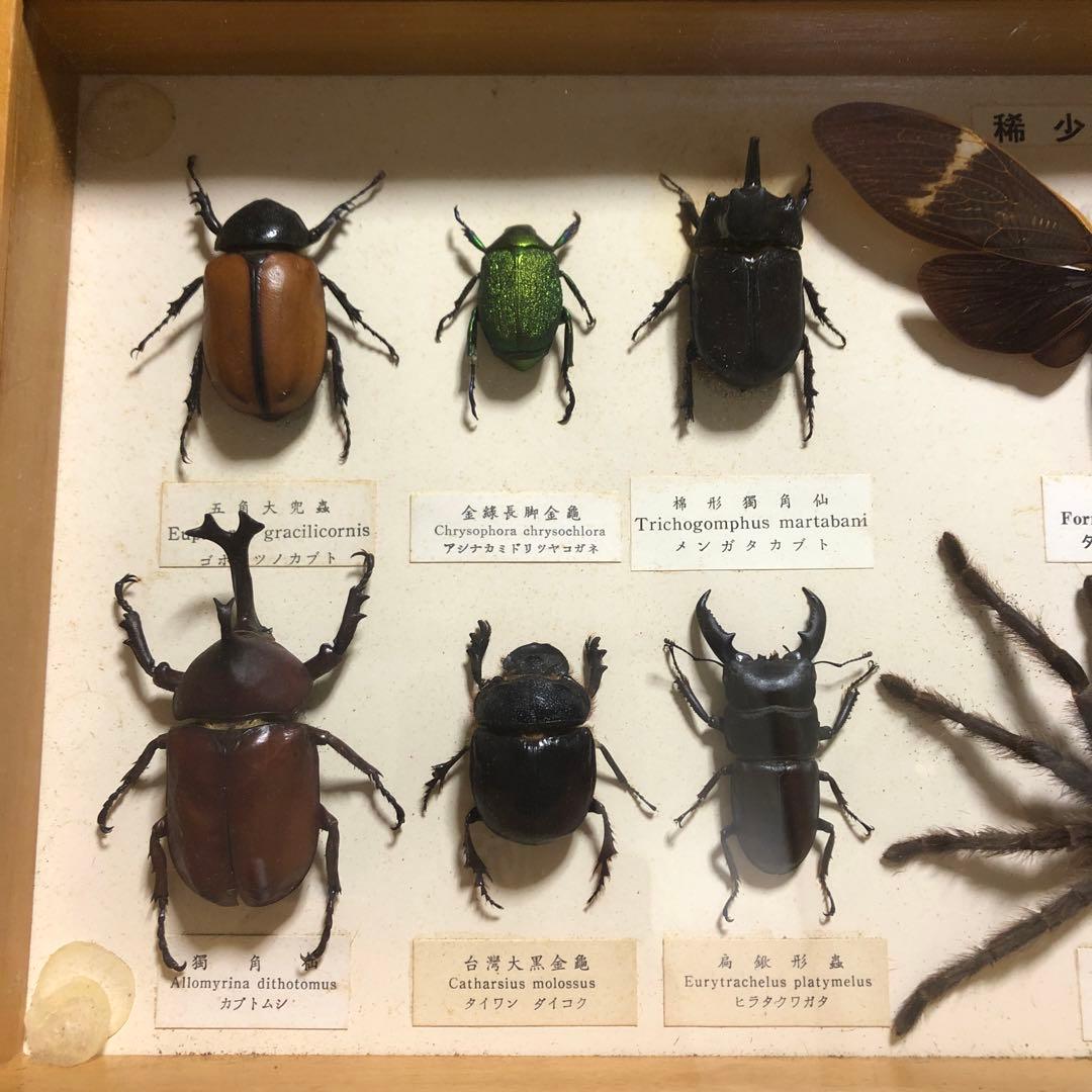 ❗️トリトリグモ タイワンアブラゼミ 他 昆虫 標本セット✨ 昆虫用品
