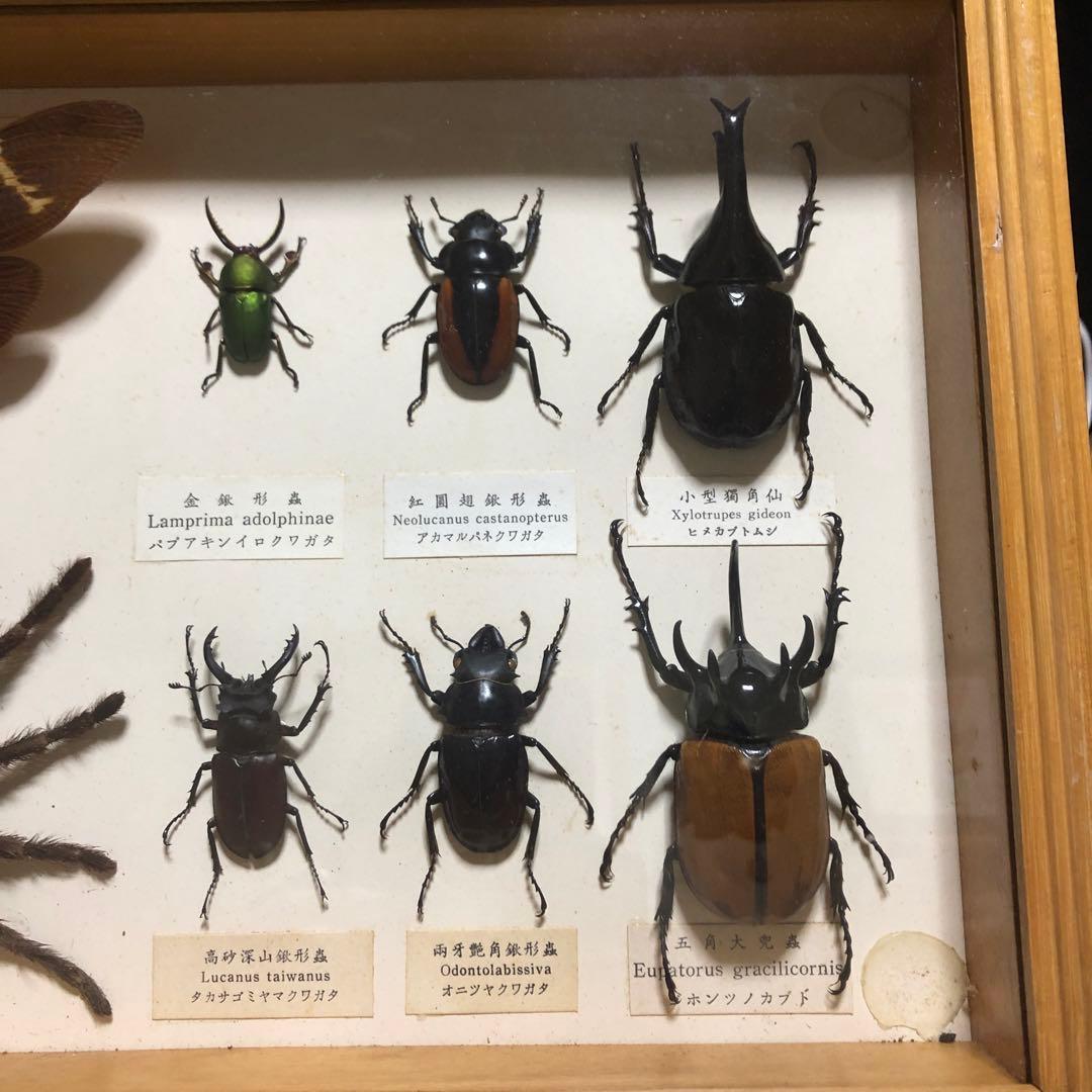 ❗️トリトリグモ タイワンアブラゼミ 他 昆虫 標本セット✨ 昆虫用品