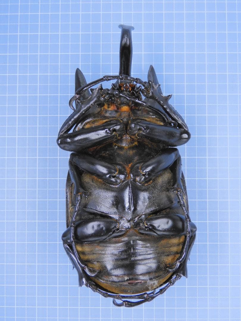 コロンビア産 レックスゾウカブト 114mmX51mm 昆虫用品