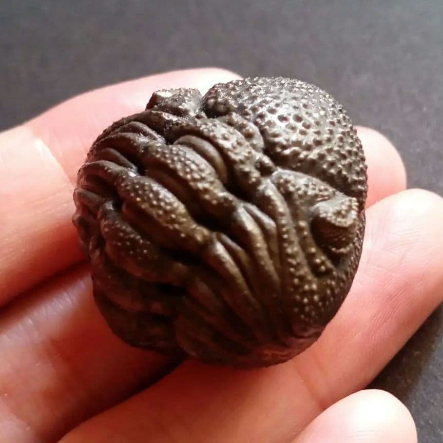 化石標本 三葉虫 希少種 スピニファー 特大