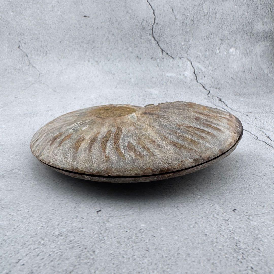 G-138天然アンモナイト 化石 左右対称ペアスライス 台座付き 鑑賞標本