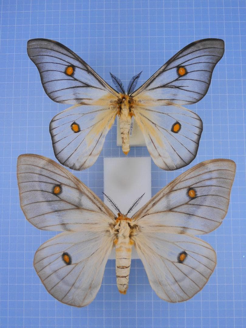 アポロヤママユ、アフリカオオイボタガ セット