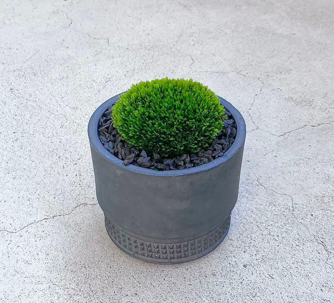 ベルベットモス ブセファランドラ 5Ø ADA Dooa 侘び草 水草 モス 苔