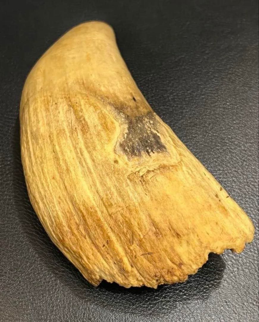 極上 抹香鯨 鯨歯 マッコウクジラの歯 彫刻材 根付 - メルカリ