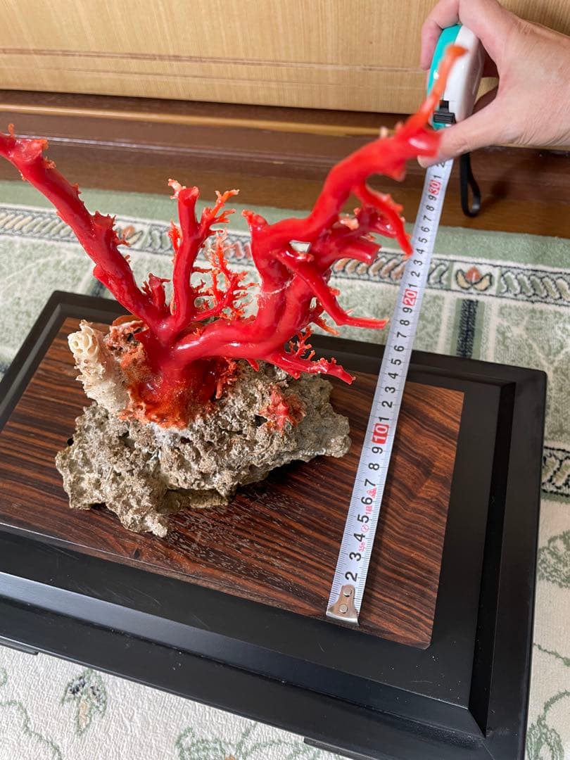 希少！＊血珊瑚＊天然 原木 サンゴ オブジェ 置物 - メルカリ