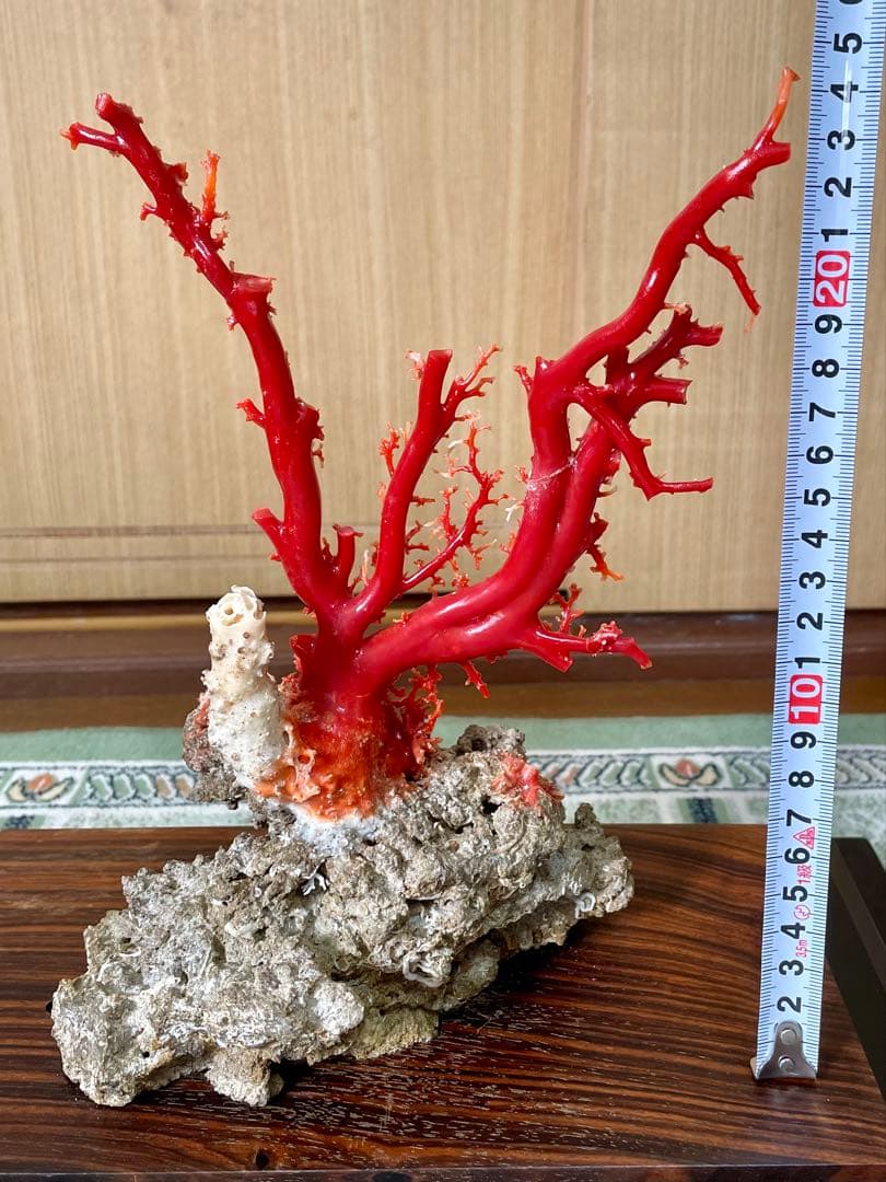 希少！＊血珊瑚＊天然 原木 サンゴ オブジェ 置物 - メルカリ