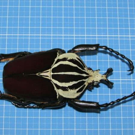 ゴライアスオオツノハナムグリ（コンゴ産）