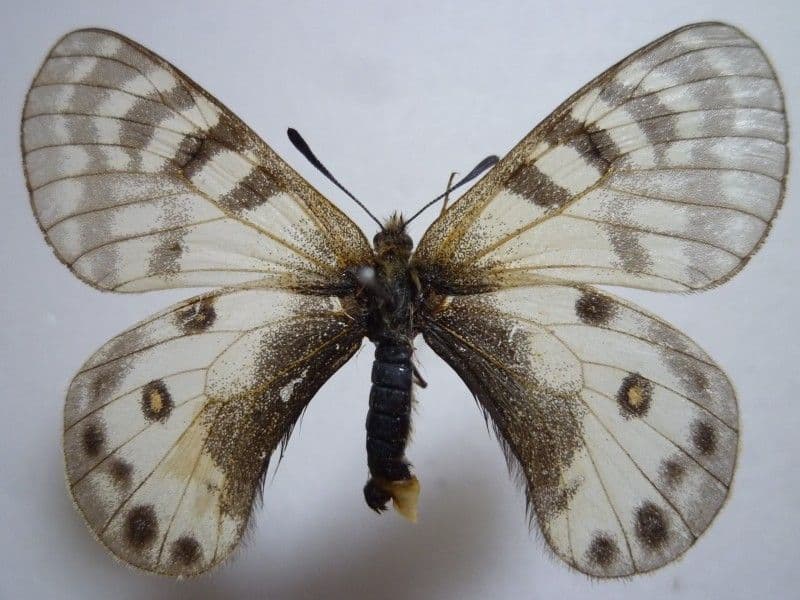 異常型】パルナシウス・アポロ・ウィスコッティ（1オス、スウェーデン産）