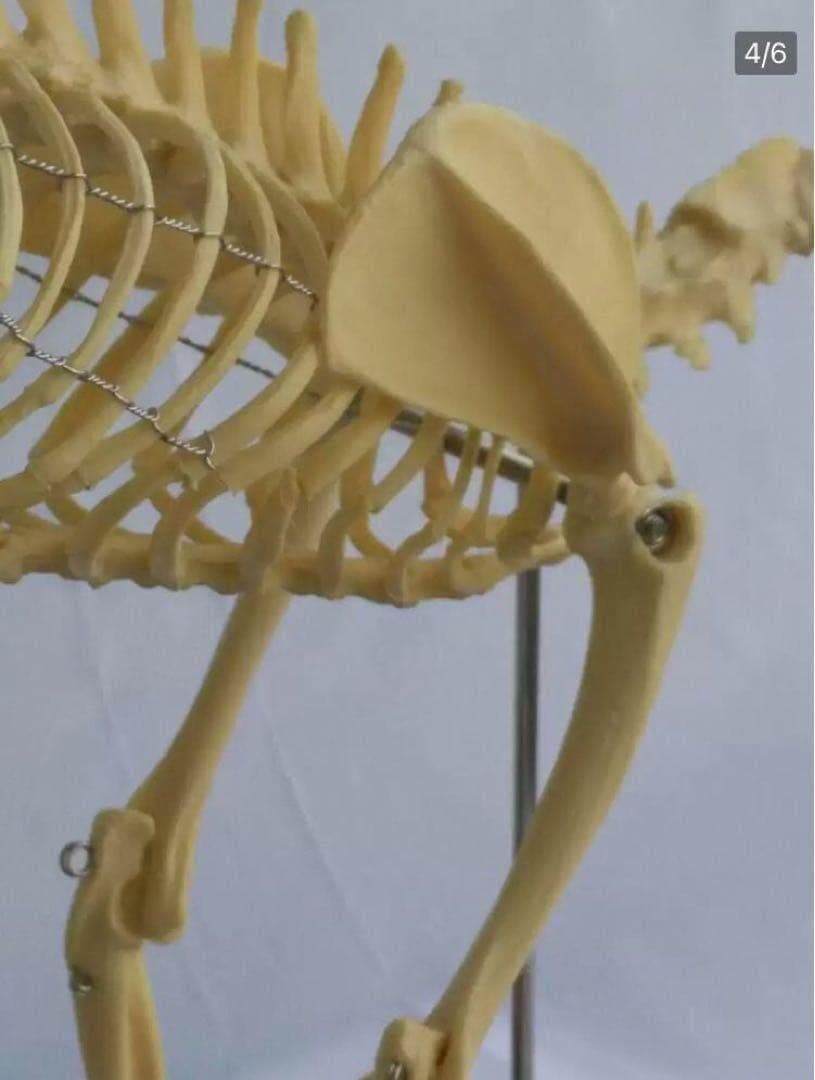 猫全身骨格模型 解剖学標本 W47×L23×H32cm ペットケアにも！獣医推薦