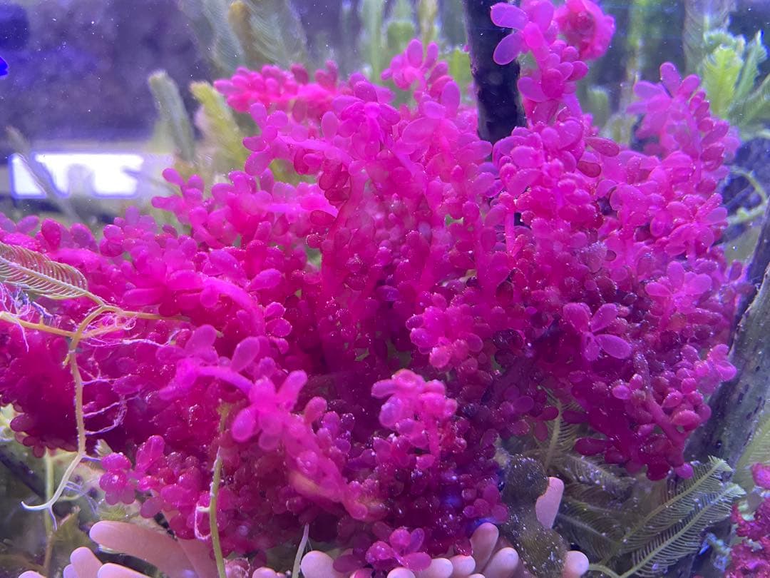 匿名配送】 海藻 いろいろ セット 宅急便