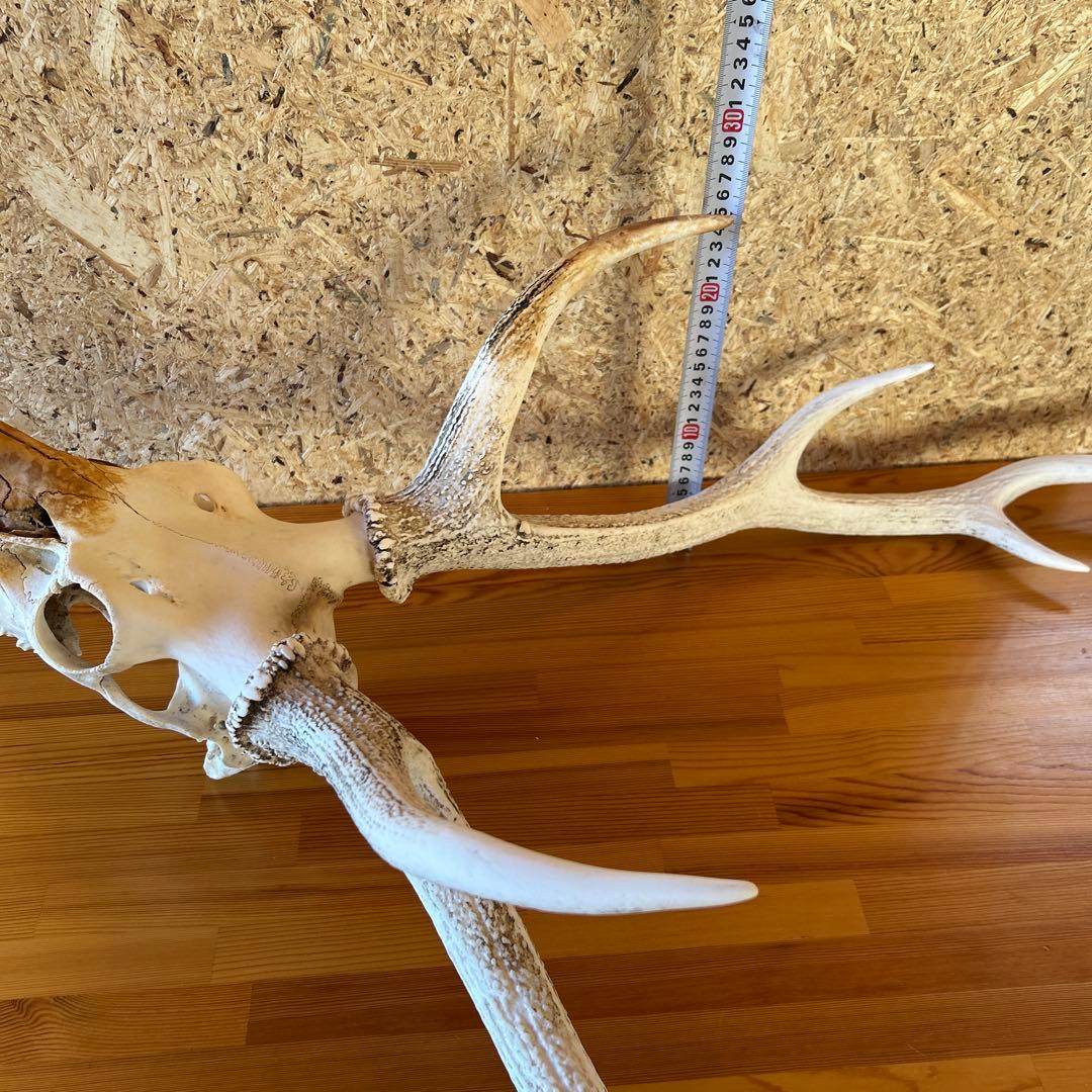 鹿の角 両角 顔付き エゾシカの角 - メルカリ