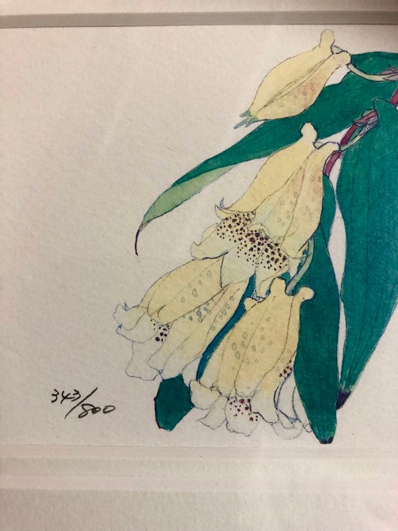 外山康雄  版画　その①  紀伊上臈杜鵑草