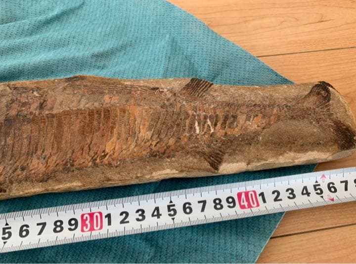 古代魚 化石 ① 白亜紀 1億3500万年〜1億6500万