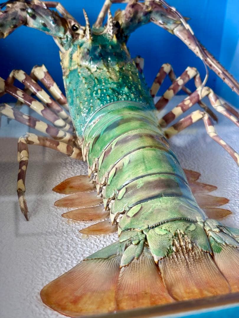 #額装標本 ニシキエビ 錦海老　伊勢海老　えび　剥製