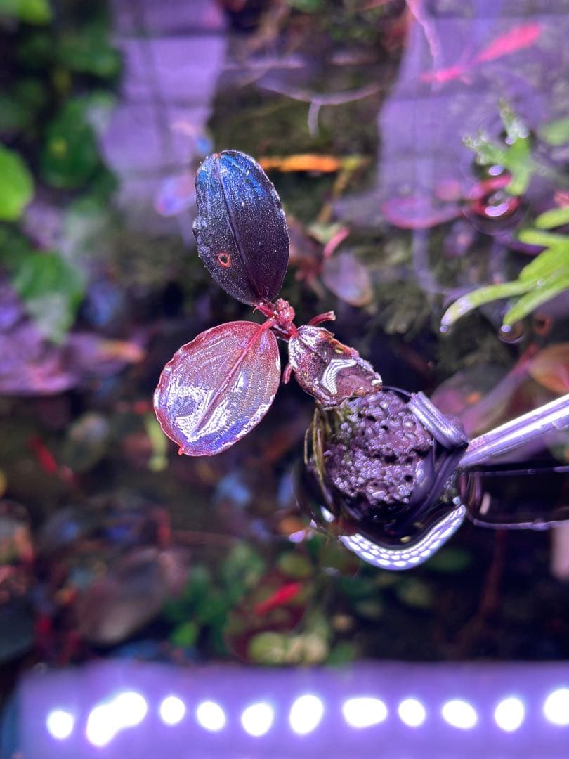 ブセファランドラ3種類をまとめたセット - メルカリ