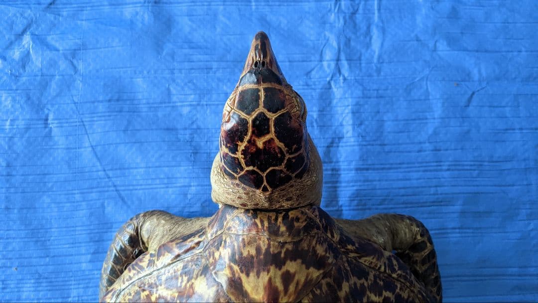 ②うみがめ〚タイマイ〛の剥製 壁掛けフックつき