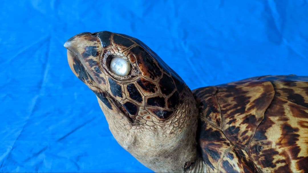 ②うみがめ〚タイマイ〛の剥製 壁掛けフックつき