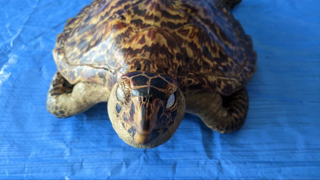 ②うみがめ〚タイマイ〛の剥製 壁掛けフックつき