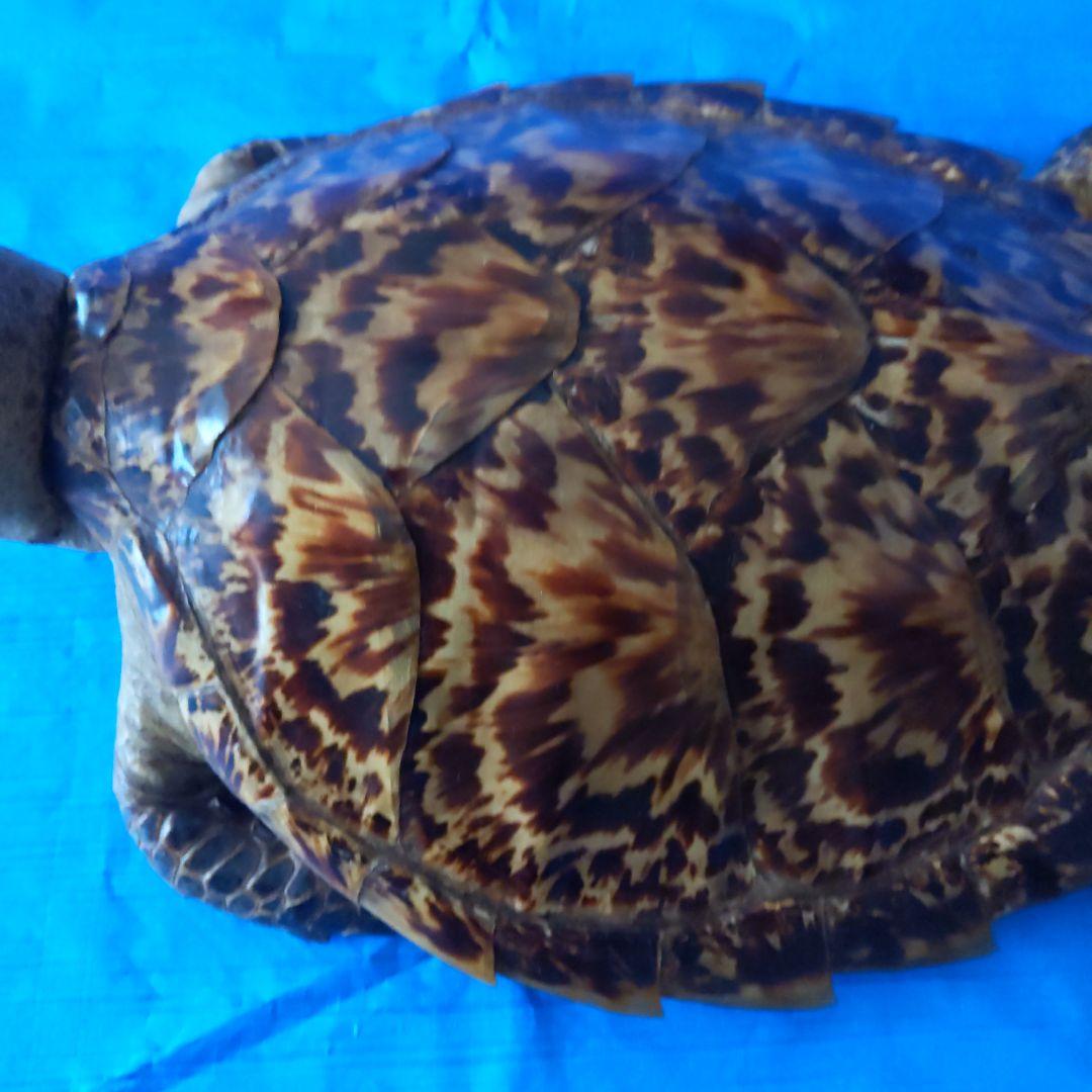 ②うみがめ〚タイマイ〛の剥製 壁掛けフックつき