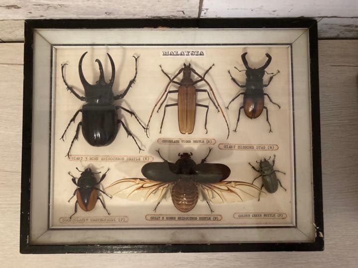 マレーシア剥製ヴィンテージマレーオオニフシ標本